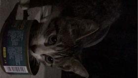 流浪猫吃肉视频,揭秘它们捕食肉类的真实瞬间