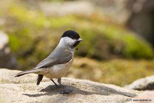 褐头山雀小叫视频,揭秘其独特鸣叫声背后的奥秘
