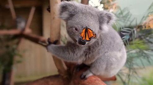 树袋熊视频,自然奇观中的温馨瞬间